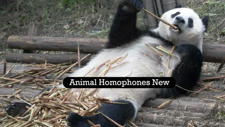 animal homophones new