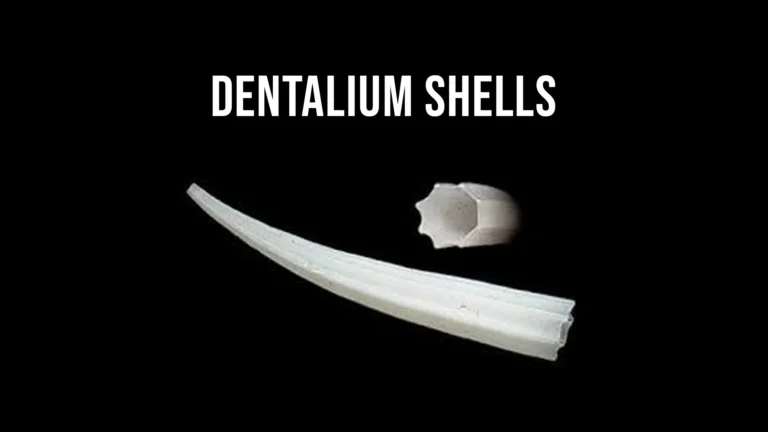 dentalium shells