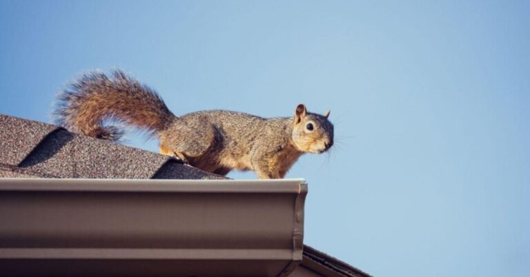 Warehouse or Office Building Squirrel-Proof