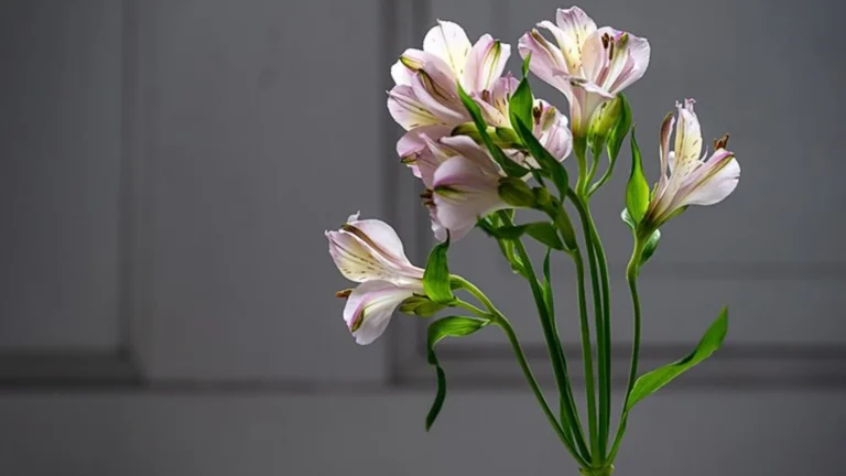 alstromeria