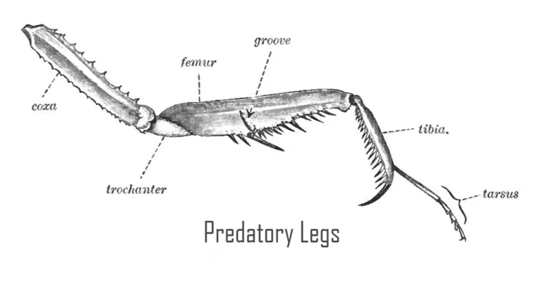 predatory legs