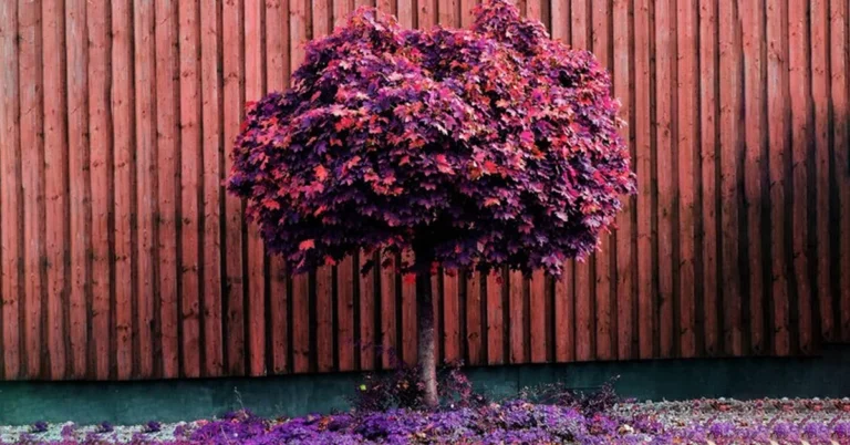 purple heart tree