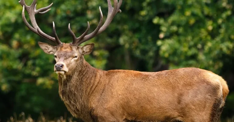 red stag deer