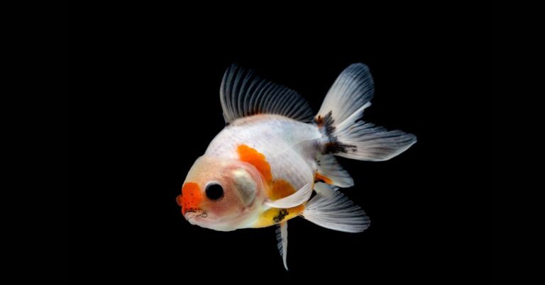 Goldfish Turning Black