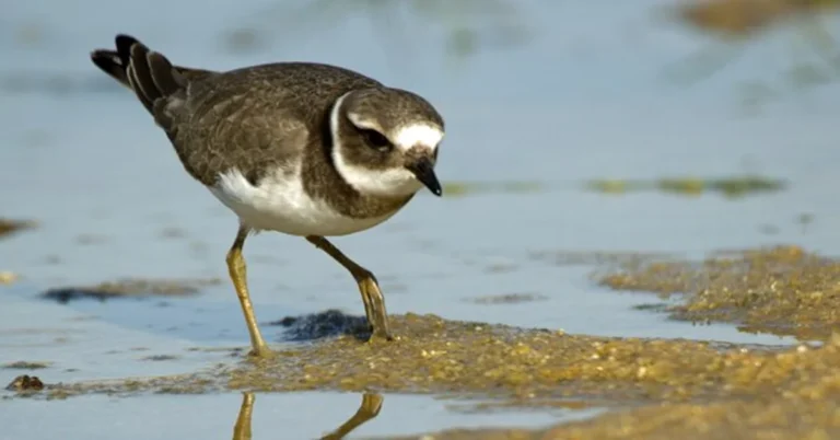 what do parsehiney shorebirds eat