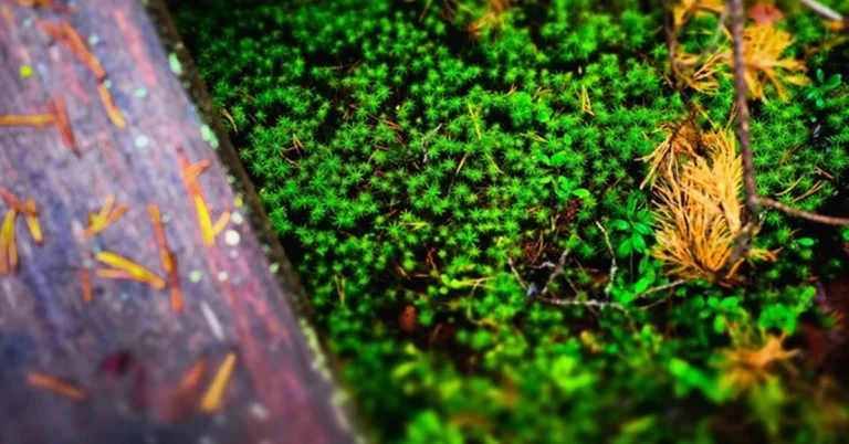 what in the taiga eats the sphgnum moss