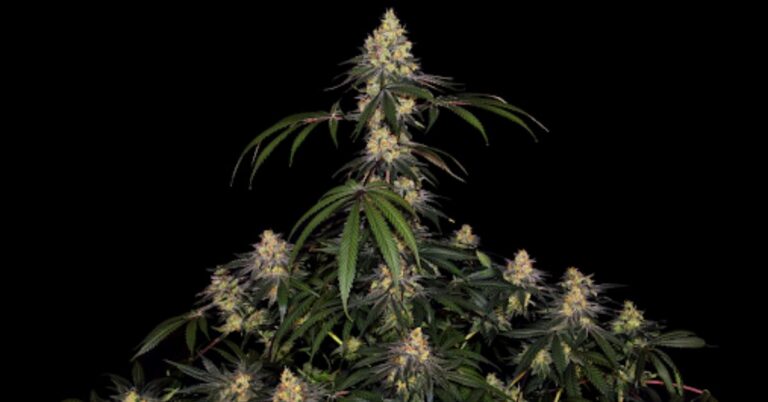 Autoflowering Cannabis