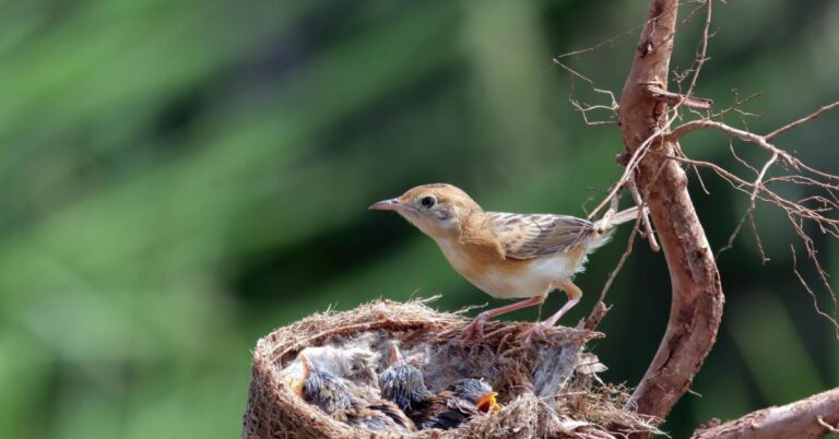 Relocate a Bird Nest Legally