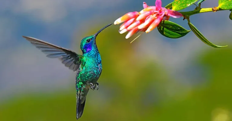 colibri colibri