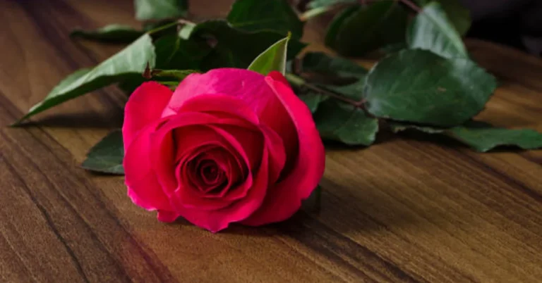 fleur rose