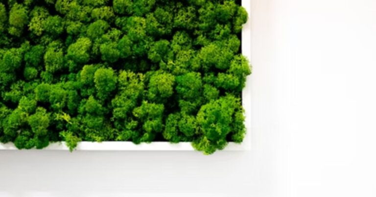 Designing Your Moss Art Feature Wall